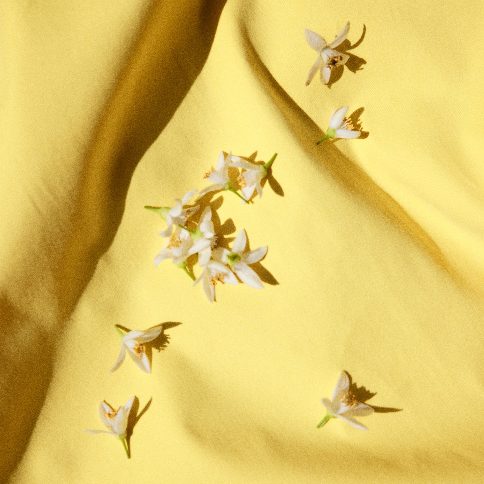 NEROLI DREAM Summer Pouch Set | NONFICTION Official Site