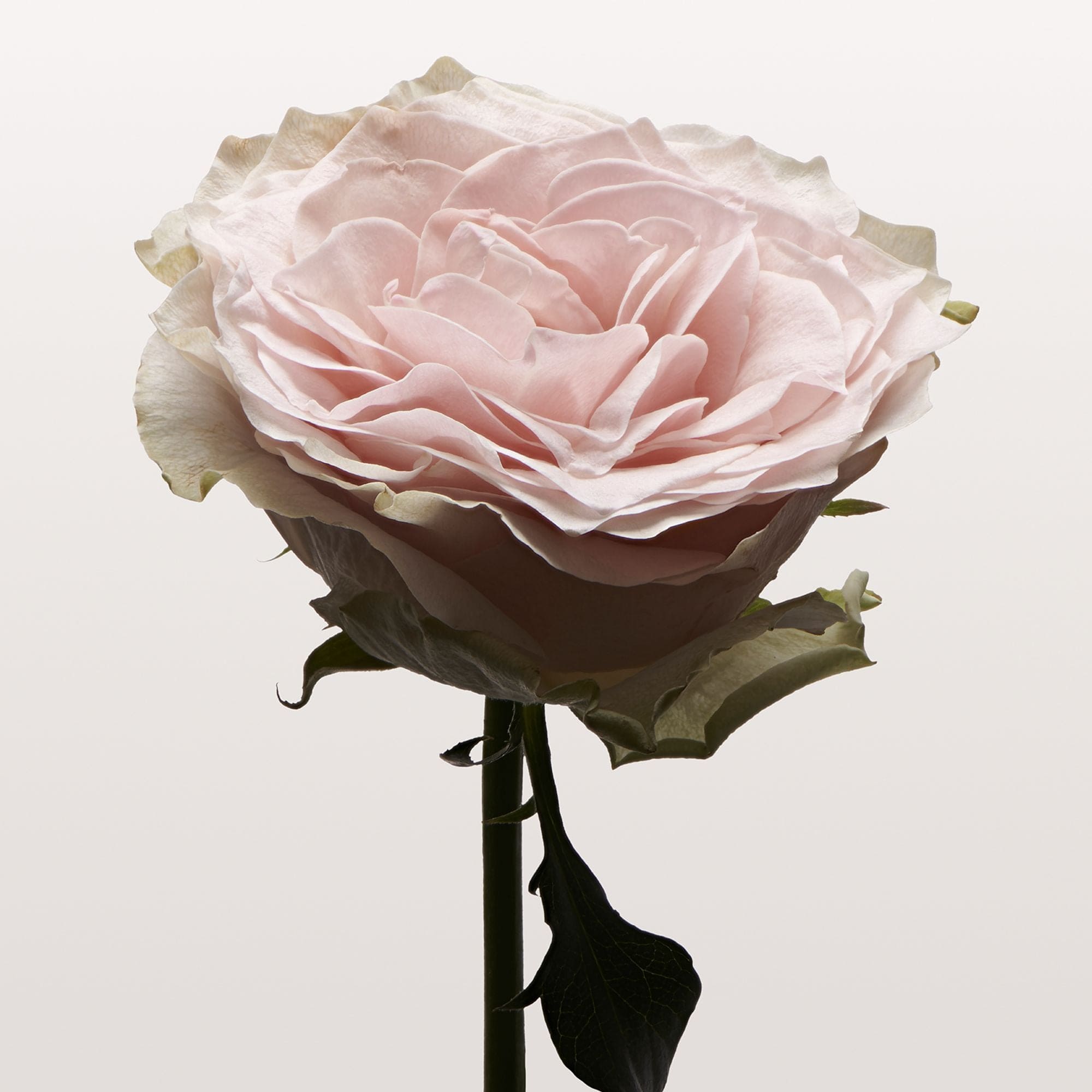 ROSE PALE Hair Serum Mist 100ml | NONFICTION Official Site