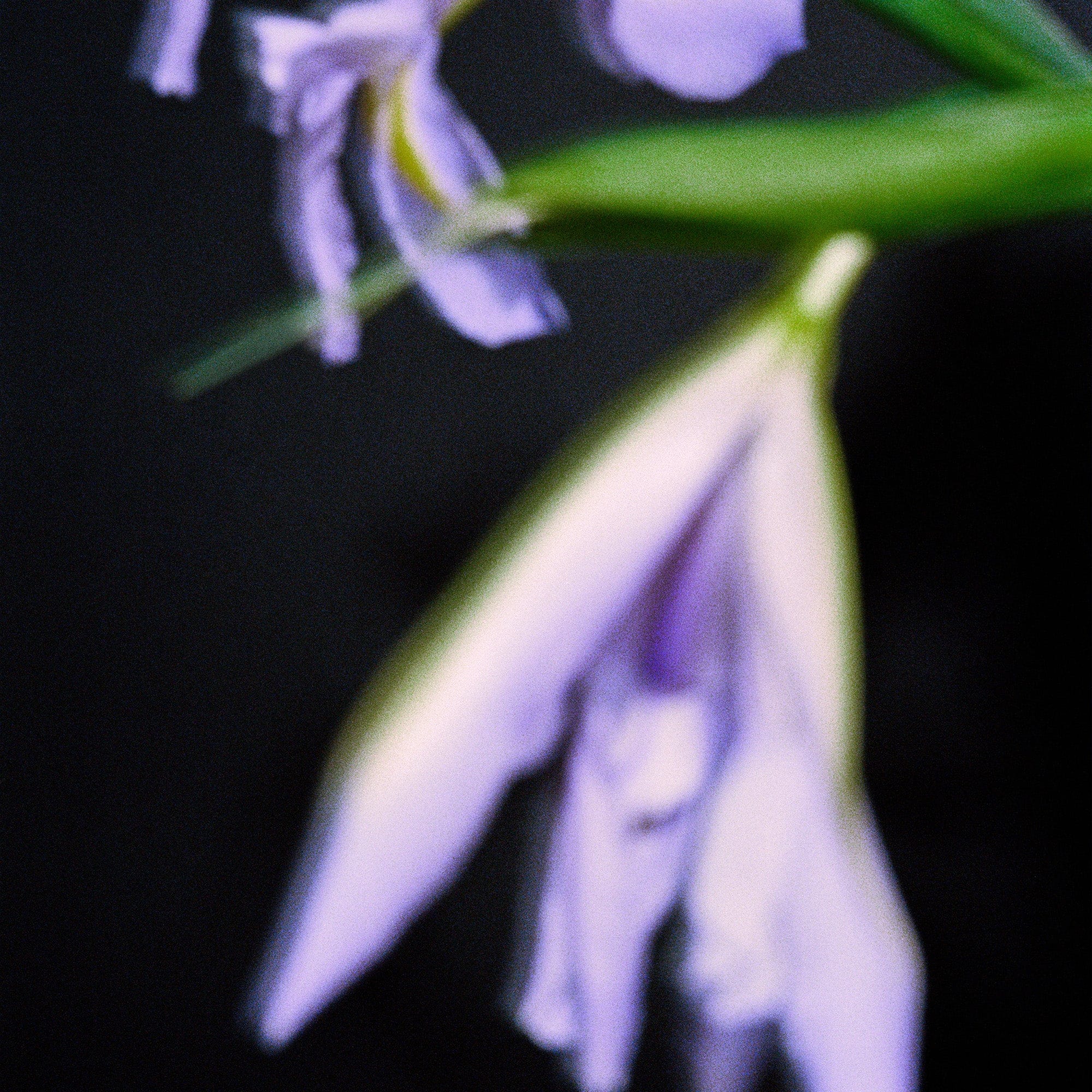 IRIS CONCRETE Parfum | NONFICTION Official Site